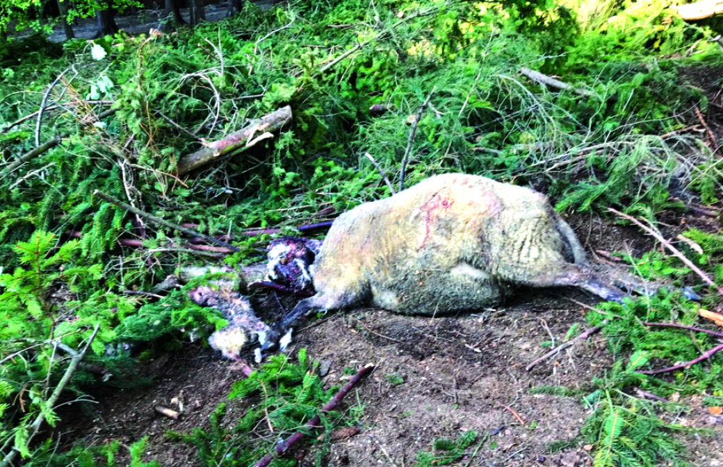 Medvěd včera u Jarcové roztrhal další ovce. Chtěl zabít i koně