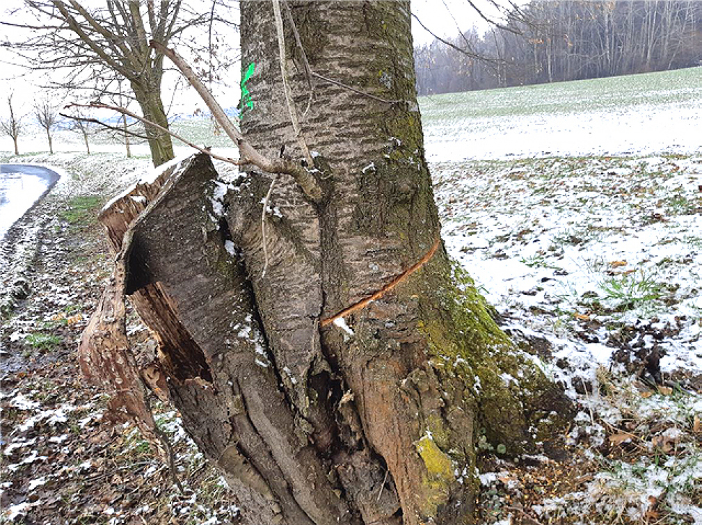 Případ nařezaných stromů v Zašové. Policie žádá veřejnost o pomoc