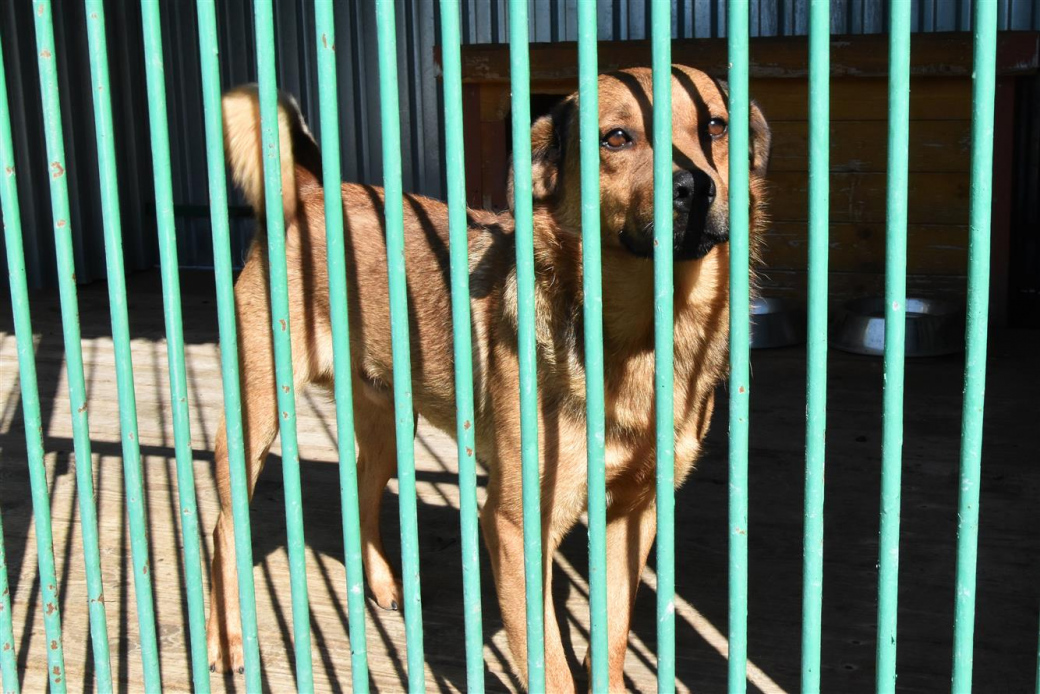 Vedení Valašského Meziříčí chce podpořit adopce psů z útulku