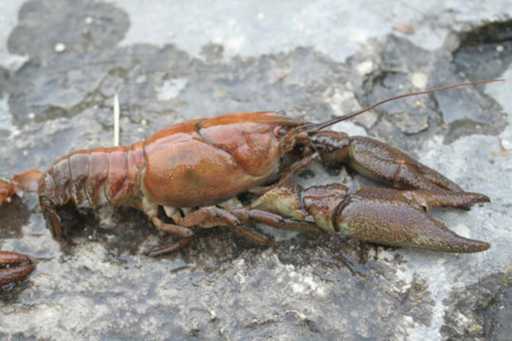 Úhyn raků v Rožnovské Bečvě nezpůsobila žádná toxická látka