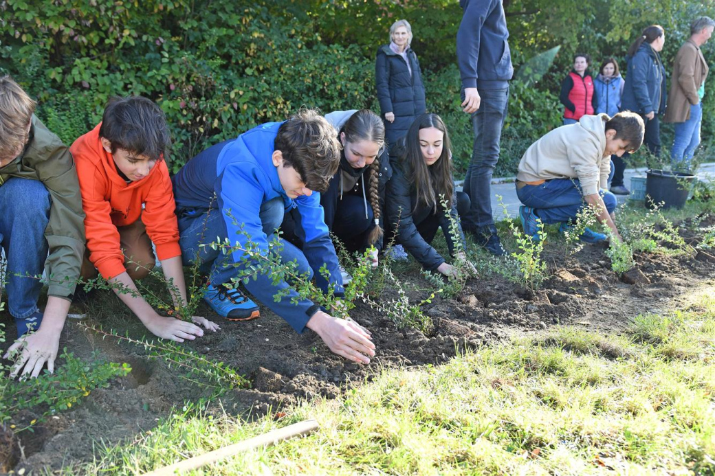 Vsetínskou ulici ve Valašském Meziříčí ozdobilo přes 1 000 nových keřů