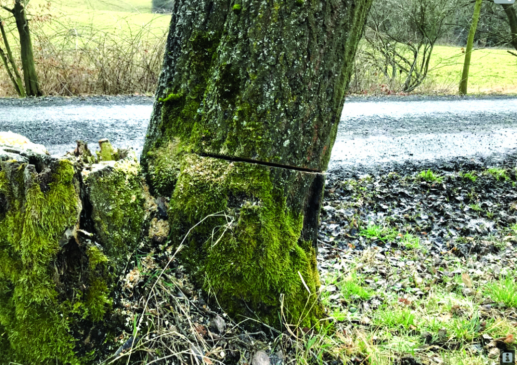 Kdo poškodil stromy v Zašové na Vsetínsku. 15 stromů bylo nutné pokácet