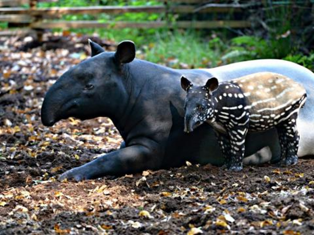 Ve zlínské zoo se narodilo mládě tapíra čabrakového