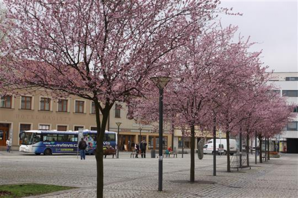 Ulice města Vsetína letos více pokvetou