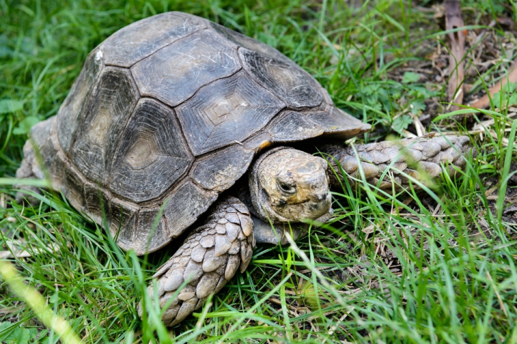 První mládě želvy mohutné, které přišlo na svět ve zlínské zoo, se stalo světovým unikátem