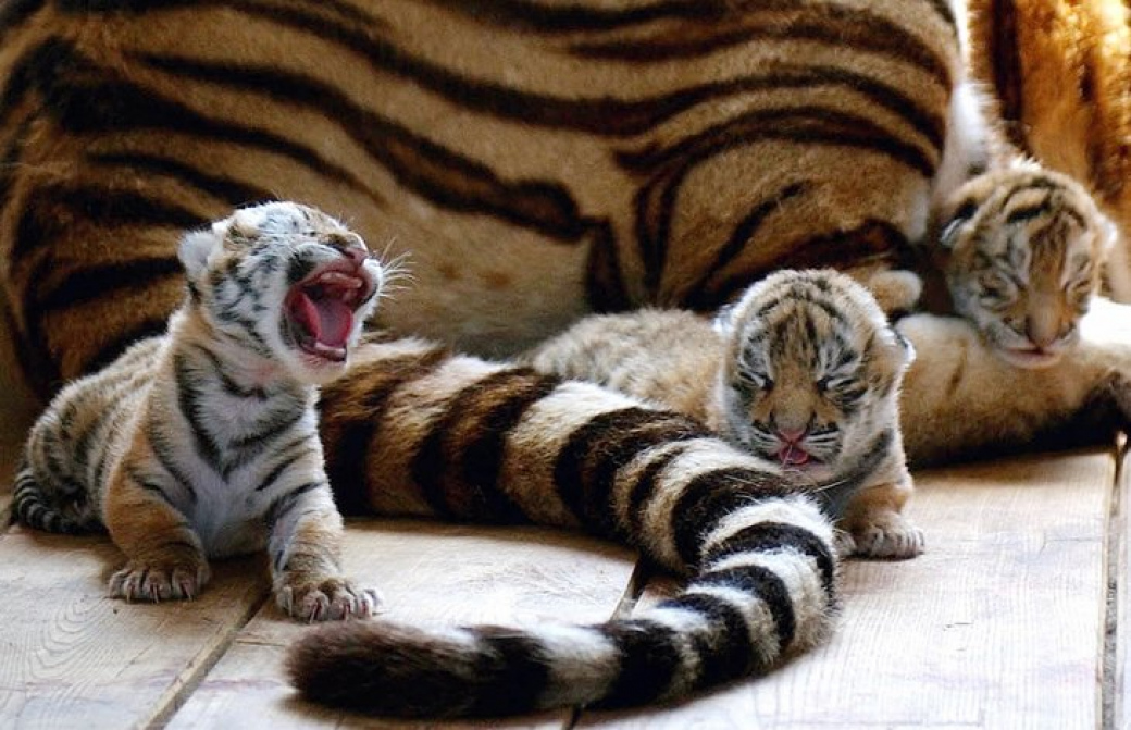 Ve zlínské zoo se narodila tři mláďata tygra ussurijského