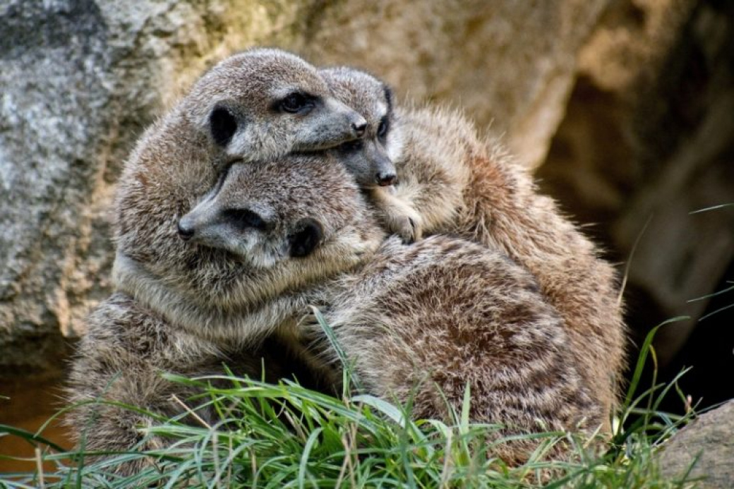 Zlínská zoo spolu s dalšími žádá vládu o finanční pomoc na svůj provoz