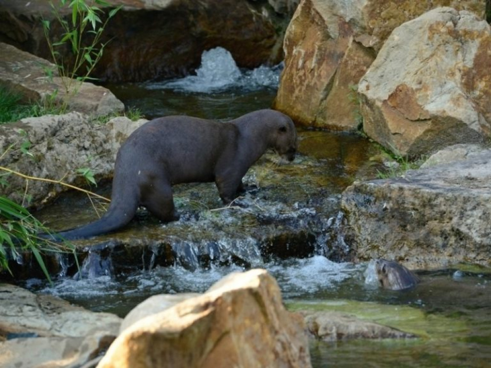 Ve zlínské zoo budou přepisovat historické tabulky návštěvnosti