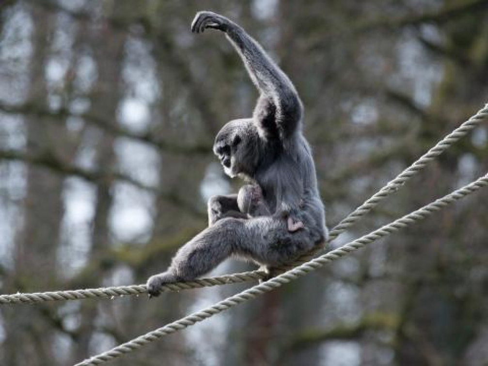 Zlínská zoo vůbec poprvé odchovala mládě ohroženého gibbona stříbrného