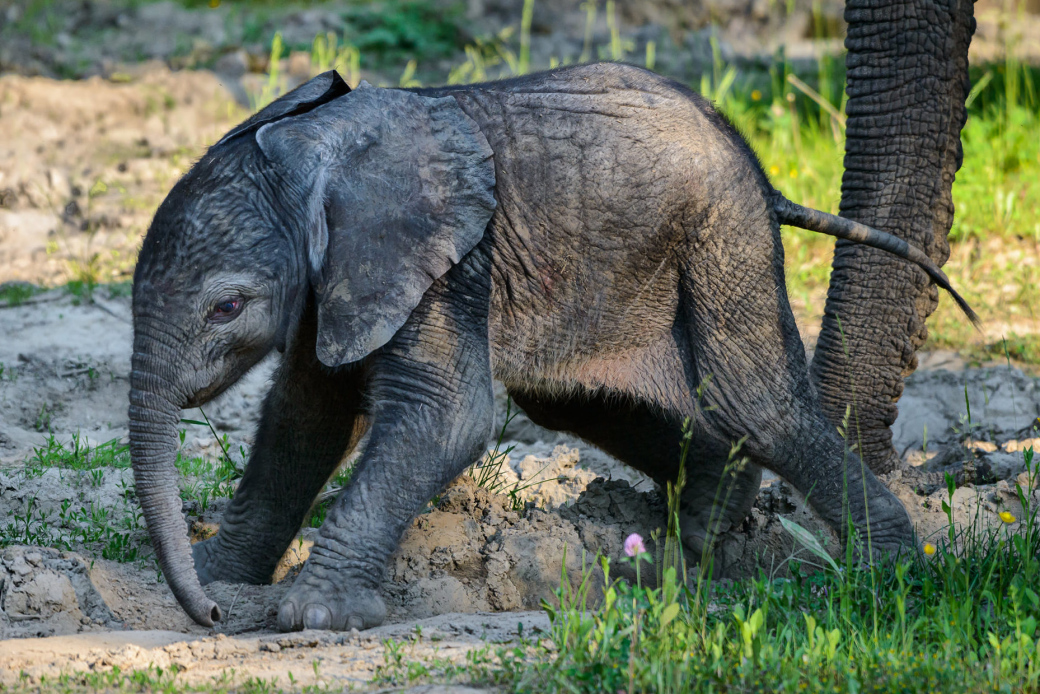 Obrovská radost ve zlínské zoo! Slonici Kali se narodilo zdravé slůně