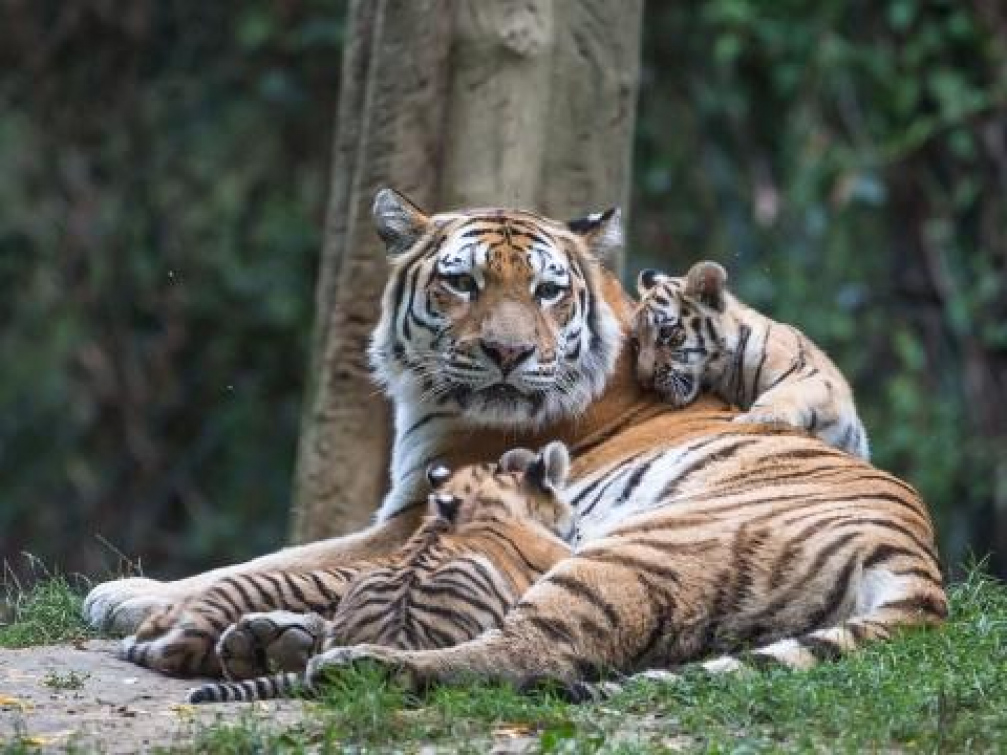 Tygří mláďata už mohou návštěvníci zlínské zoo obdivovat ve venkovním výběhu