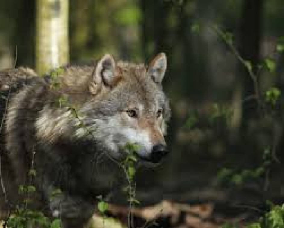V kraji škodili bobři evropští i vlk obecný