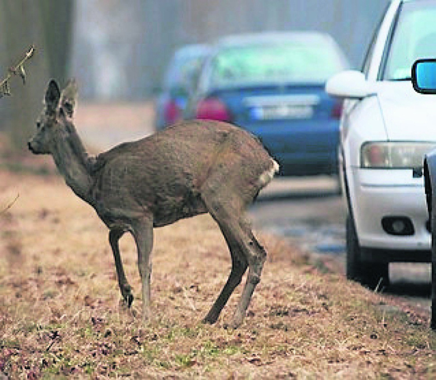 Čtyři střety se zvěří za jedinou noc