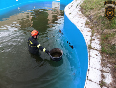 Kačena s kachňaty v Luhačovicích opakovaně zaměstnává hasiče