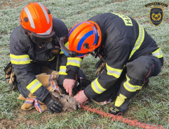 Hasiči zachraňovali dusící se srnu 