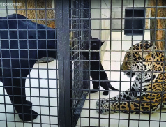 Jaguáří rodinka ve Zlínské Zoo poprvé pohromadě