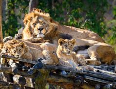 Trojlístek lvíčat v Zoo Zlín pokřtili Zlín Lions