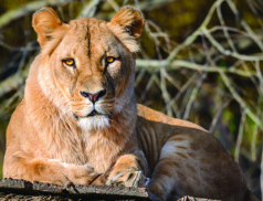 Zlínská zoo chce zřídit záchranné a chovné centrum pro lvy