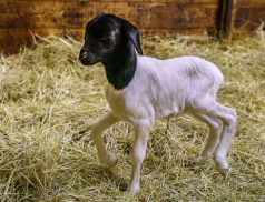 Prvním mládětem roku 2026 v Zoo Zlín  je ovečka