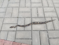 Policisté chytili na hřbitově krajtu. Neutekla vám? 