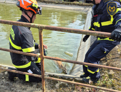 Hasiči vytahovali srnku z požární nádrže