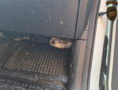 Hasiči vytahovali z auta zaklíněnou kočku