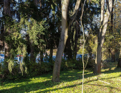 Zlínský kraj pokračuje v boji s invazními druhy. Ohrožují přírodu, zdraví i majetek