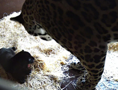 Jaguáři v Zoo Zlín mají prvního potomka!