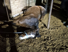 Hasiči zachraňovali koně. Uvízl pod krmelcem