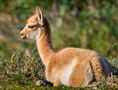 Zoo Zlín slaví úspěšný odchov lamy vikuně, královny And