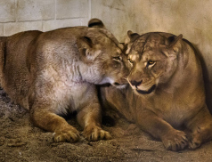 Do Zoo Zlín dorazily dvě lvice, které stát zabavil soukromému chovateli