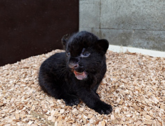 Jaguáří mládě ve zlínské Zoo je samička. Je celá černá