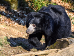 Zlínská Zoo odeslala do Skotska odchovaného medvěda pyskatého