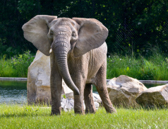 Sloní samec zabil v Zoo Zlín slonici