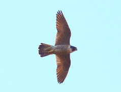 Vzácný sokol stěhovavý zahnízdil na skále Kozel. Ochránci přírody prosí o klid v oblasti