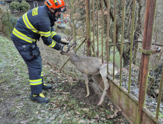 Hasiči vysvobozovali srnce uvízlého v kovové bráně 