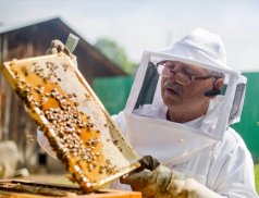 Kraj také letos pomůže včelařům, podpoří jich více než stovku