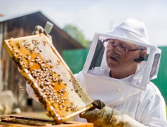 Další podpora pro včelaře. Letos mezi ně kraj rozdělí takřka 1,2 milionu