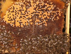 Mor včelího plodu ve Valašském Meziříčí: rychlá reakce pomáhá bránit šíření nákazy