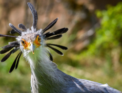 Nový výzkumný projekt Zoo Zlín v Africe