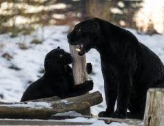 S pololetním vysvědčením za 1 Kč do Zoo Zlín
