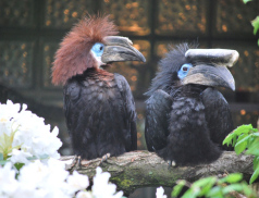 Zoo Zlín získala za odchov zoborožce první místo v soutěži Bílý slon 2024