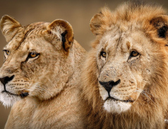 Zoo v Česku hodnotí minulý rok: Praha má rekord, ale ve Zlíně mají taháky, které jinde nenajdete