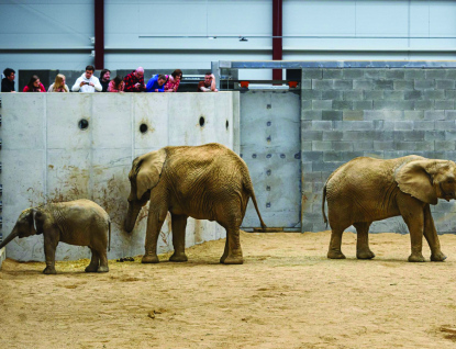 Zlínská zoo umožní veřejnosti nahlédnout do chovného zařízení pro slony