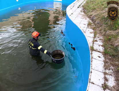 Kačena s kachňaty v Luhačovicích opakovaně zaměstnává hasiče