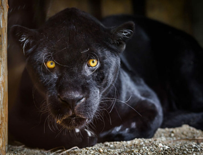 Zlínská ZOO přináší smutné zprávy. Na Štěpána zemřel jaguár Danny