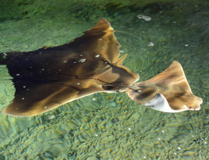 Za odchov mořských rejnoků získala zlínská zoo první místo v chovatelské soutěži