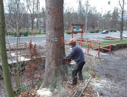 Městské lesy začaly na Karlově kopci s těžbou 100 kubíků dřeva