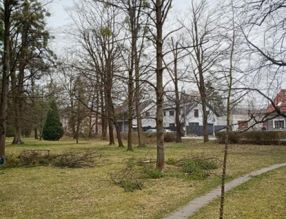 V městském parku v Rožnově odstraňuje odborná firma ze stromů parazitické jmelí bílé