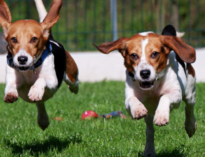 Athos, Aramis, Astra a Amélie: V Rožnově začal Druhý dech pro laboratorní hrdiny